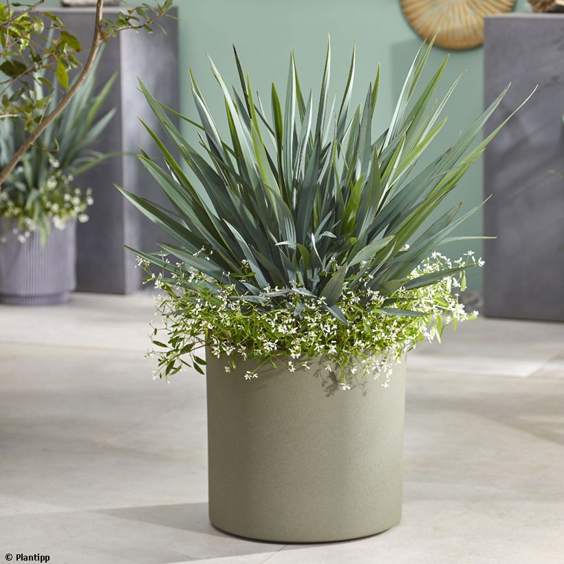 Dianella revoluta Blue Stream (Hábito)