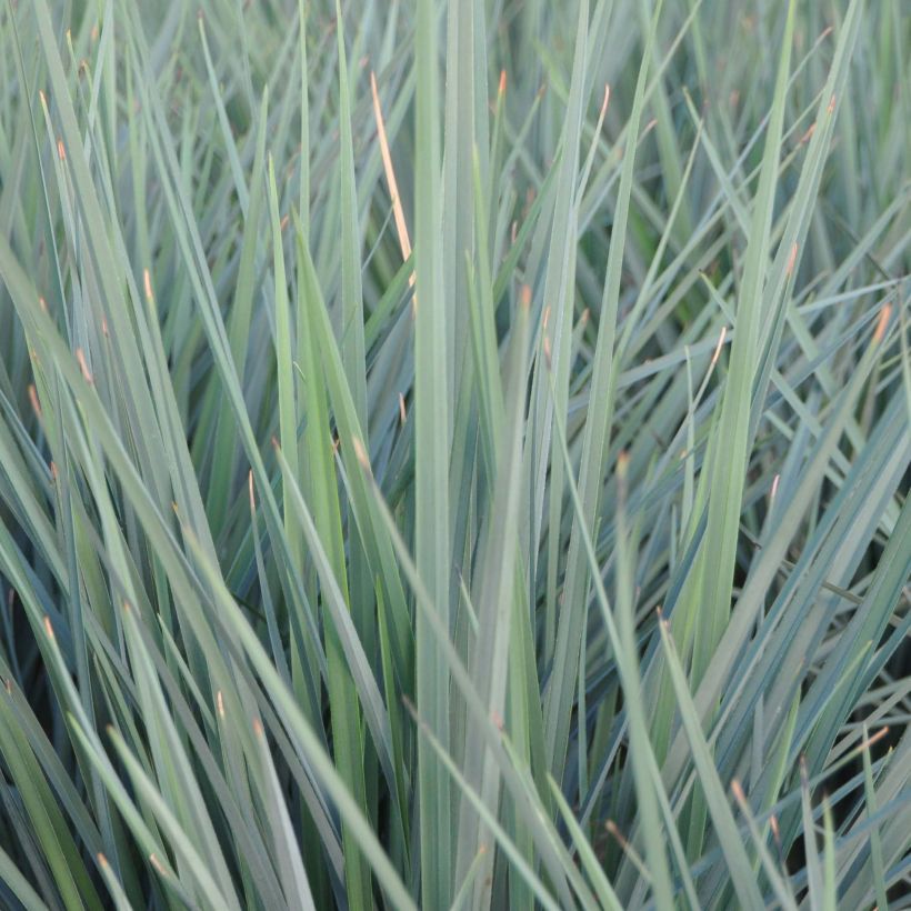 Dianella revoluta Coolvista (Folhagem)