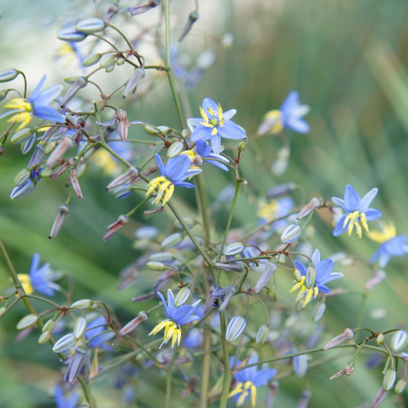 Dianella revoluta Coolvista (Floração)