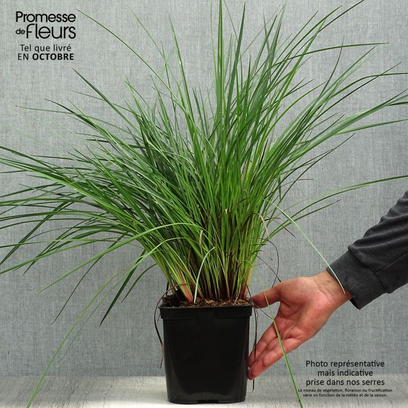 Amostra de Dianella revoluta Coolvista Vaso de 1 L/1,5 L tal como entregue no outono