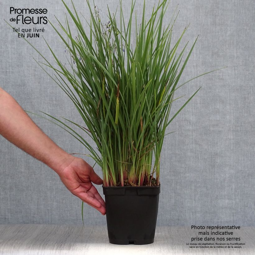 Amostra de Dianella revoluta Coolvista Vaso de 1 L/1,5 L tal como entregue no verão
