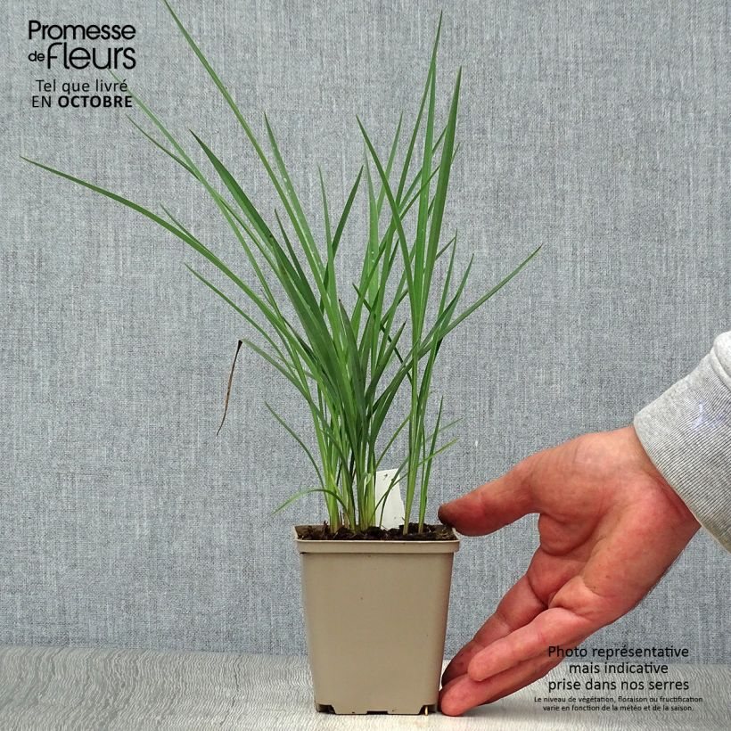 Amostra de Dianella revoluta Coolvista Vaso de 8/9 cm tal como entregue no outono