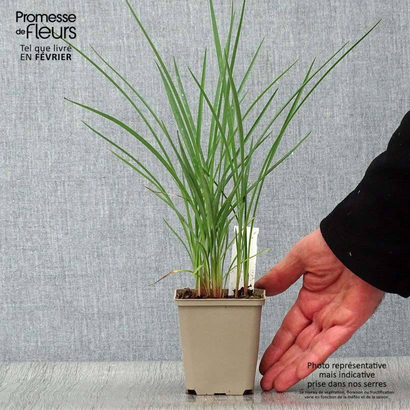 Amostra de Dianella revoluta Coolvista Vaso de 8/9 cm tal como entregue no inverno