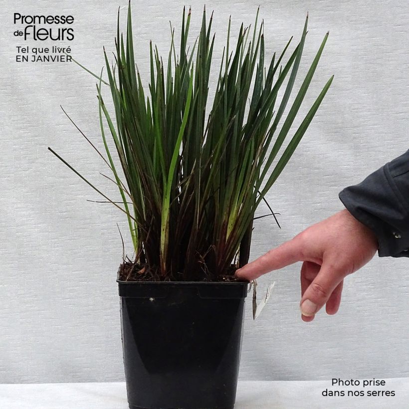 Amostra de Dianella revoluta Little Rev Vaso de 2 L/3 L tal como entregue no inverno