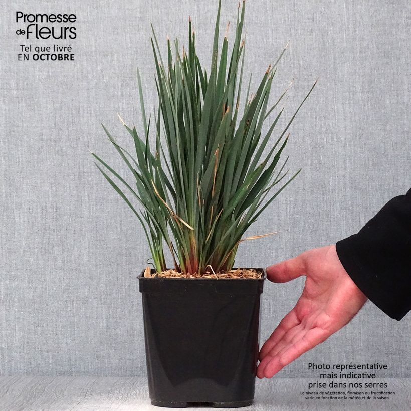Amostra de Dianella revoluta Little Rev Vaso de 2 L/3 L tal como entregue no outono
