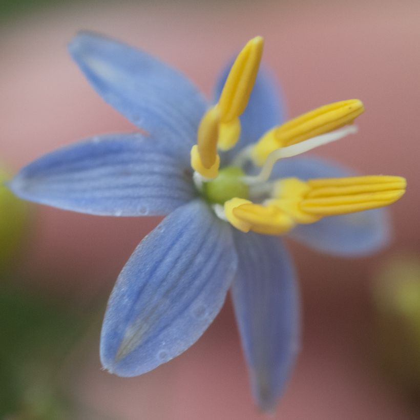 Dianella tasmanica (Floração)