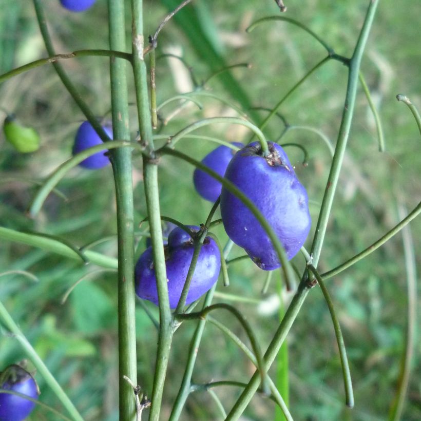 Dianella tasmanica (Colheita)