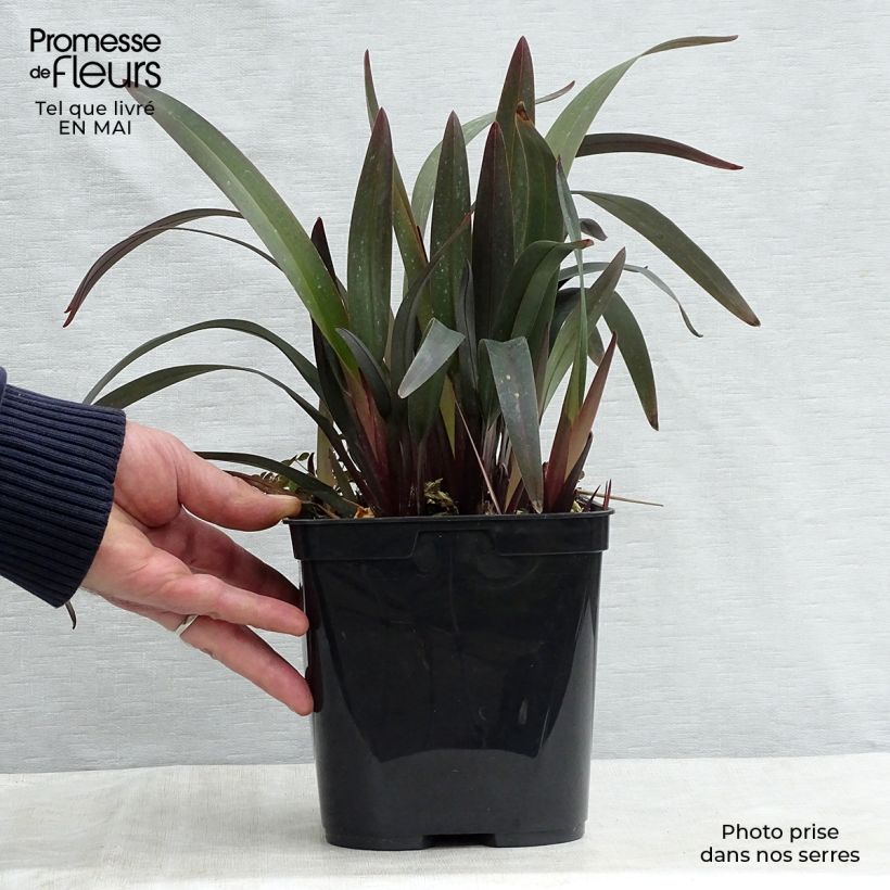 Amostra de Dianella tasmanica Blaze Vaso de 2 L/3 L tal como entregue na primavera