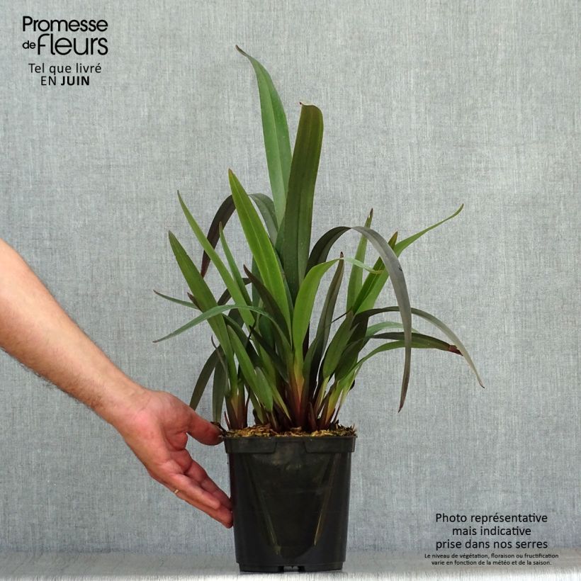 Amostra de Dianella tasmanica Blaze Vaso de 2 L/3 L tal como entregue no verão