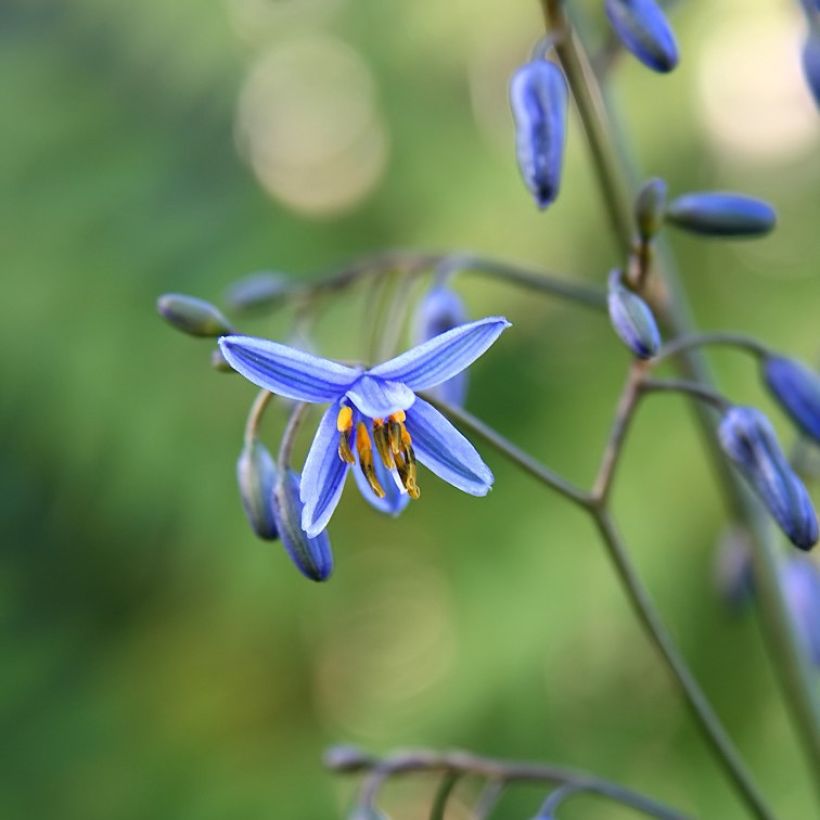 Dianella tasmanica Variegata (Floração)