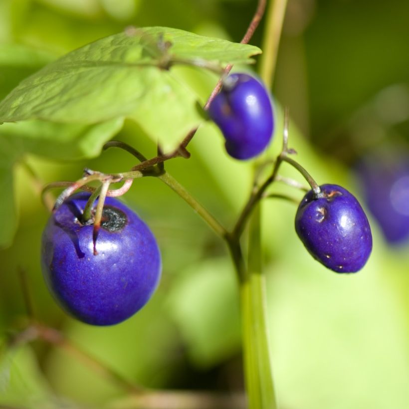 Dianella tasmanica Variegata (Colheita)