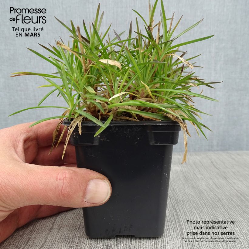 Amostra de Dianthus Evening Star - Oeillet nain Godet de 7/8 cm tal como entregue no inverno