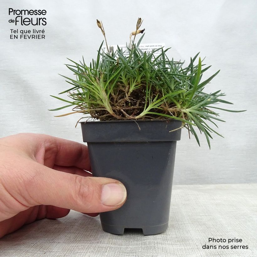 Amostra de Dianthus Fusilier - Oeillet nain Vaso de 8/9 cm tal como entregue no inverno