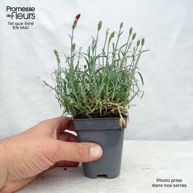 Amostra de Dianthus Fusilier Vaso de 8/9 cm tal como entregue na primavera