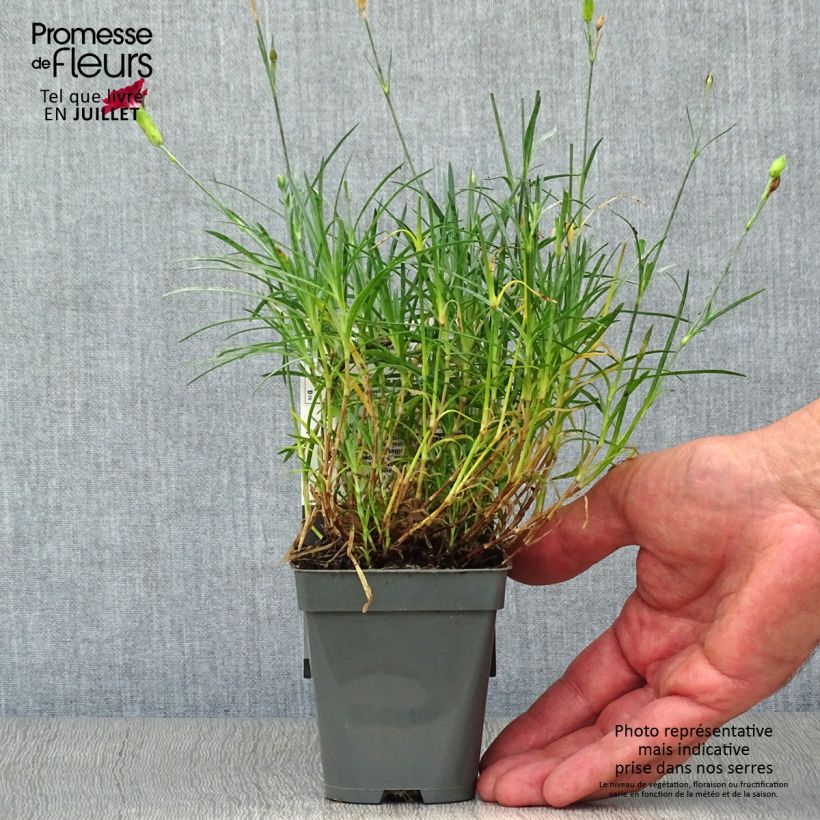 Amostra de Dianthus Fusilier Vaso de 8/9 cm tal como entregue no verão