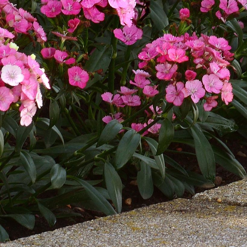 Dianthus barbatus Jolt Pink Magic (Folhagem)