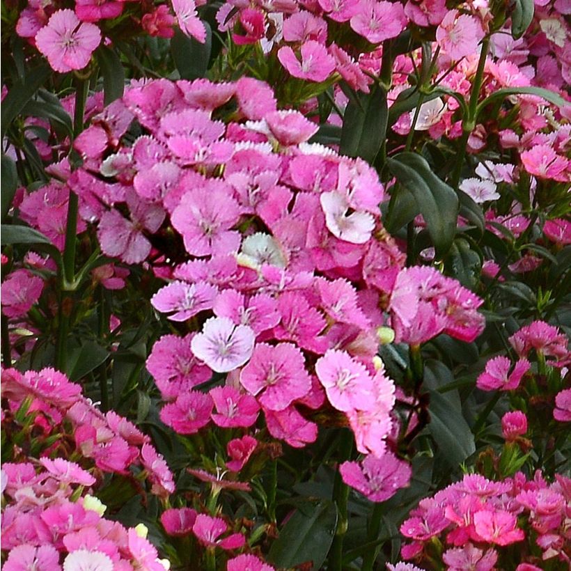 Dianthus barbatus Jolt Pink Magic (Floração)