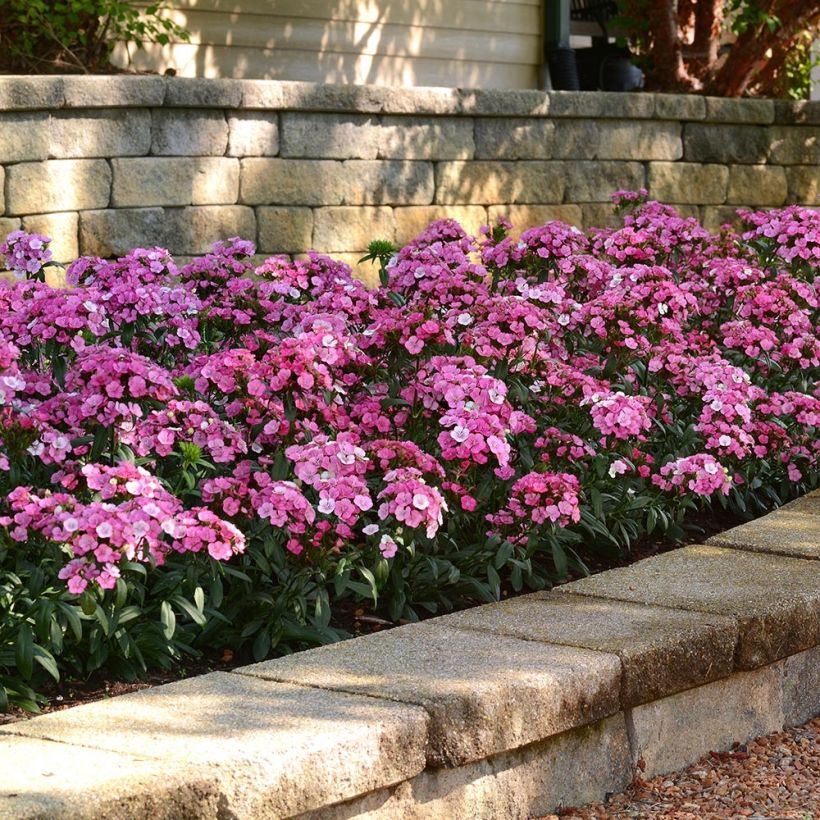 Dianthus barbatus Jolt Pink Magic (Hábito)