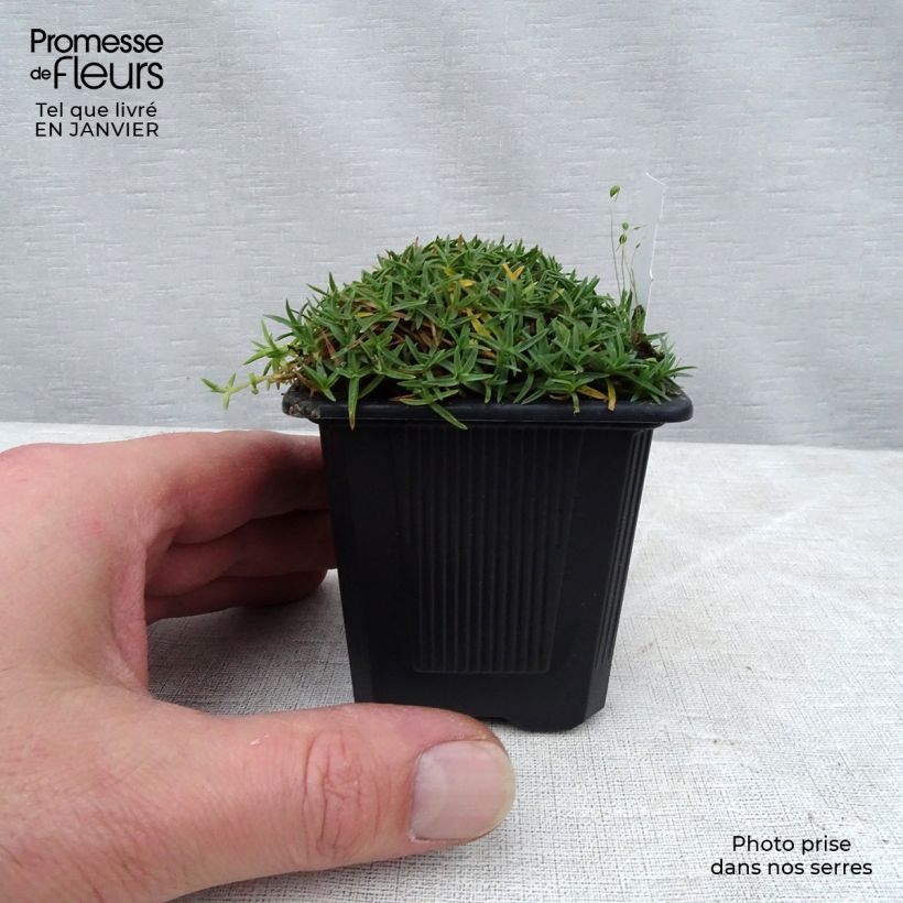 Amostra de Dianthus La Bourboule Alba - Oeillet Vaso de 8/9 cm tal como entregue no inverno