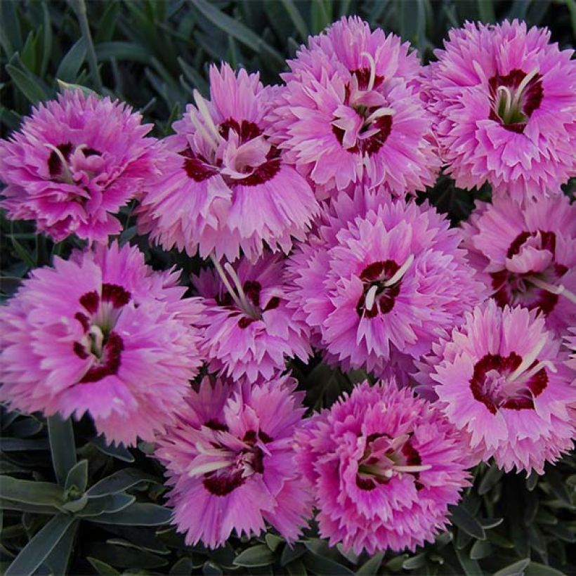 Dianthus Pop Star (Floração)