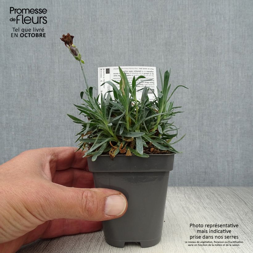 Amostra de Dianthus Pop Star Vaso de 8/9 cm tal como entregue no outono