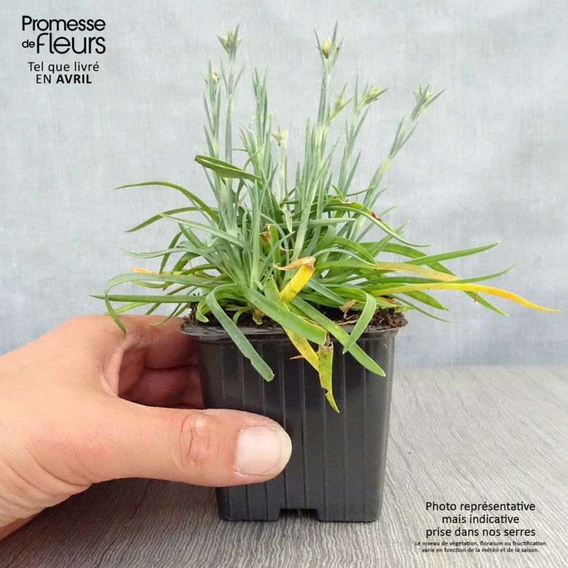 Amostra de Dianthus Scent First Coral Reef Vaso de 7/8 cm tal como entregue na primavera