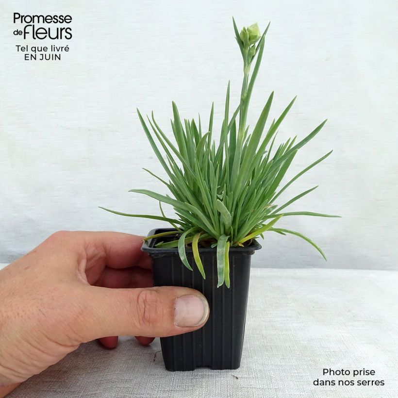 Amostra de Dianthus Scent First Coral Reef Vaso de 7/8 cm tal como entregue no verão