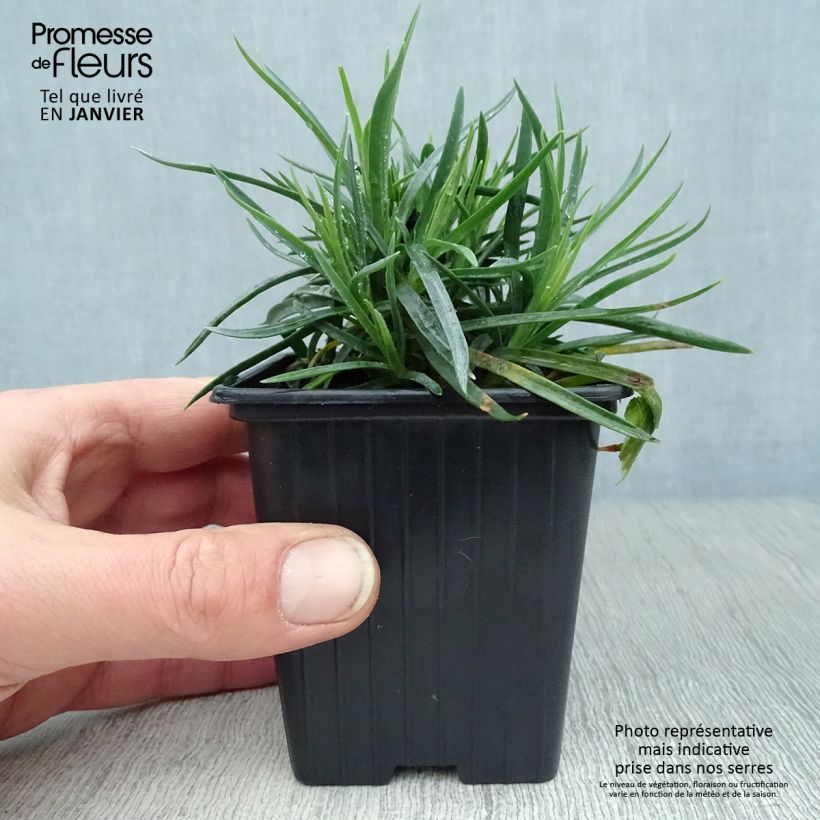 Amostra de Dianthus Scent First Coral Reef Vaso de 7/8 cm tal como entregue no inverno