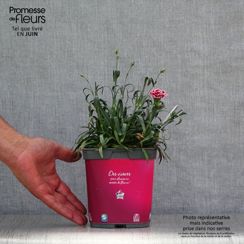 Amostra de Dianthus plumarius Vaso de 2 L/3 L tal como entregue no verão