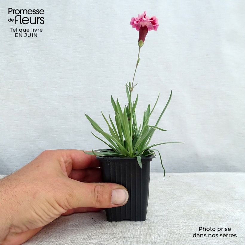 Amostra de Dianthus plumarius Vaso de 7/8 cm tal como entregue no verão