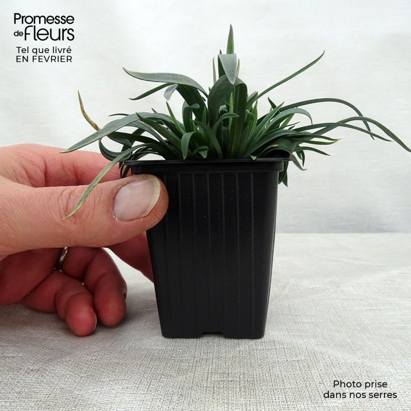 Amostra de Dianthus plumarius Vaso de 7/8 cm tal como entregue no inverno