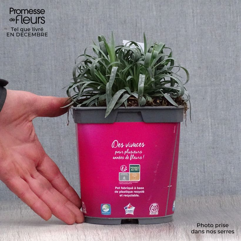 Amostra de Dianthus plumarius Vaso de 2 L/3 L tal como entregue no inverno