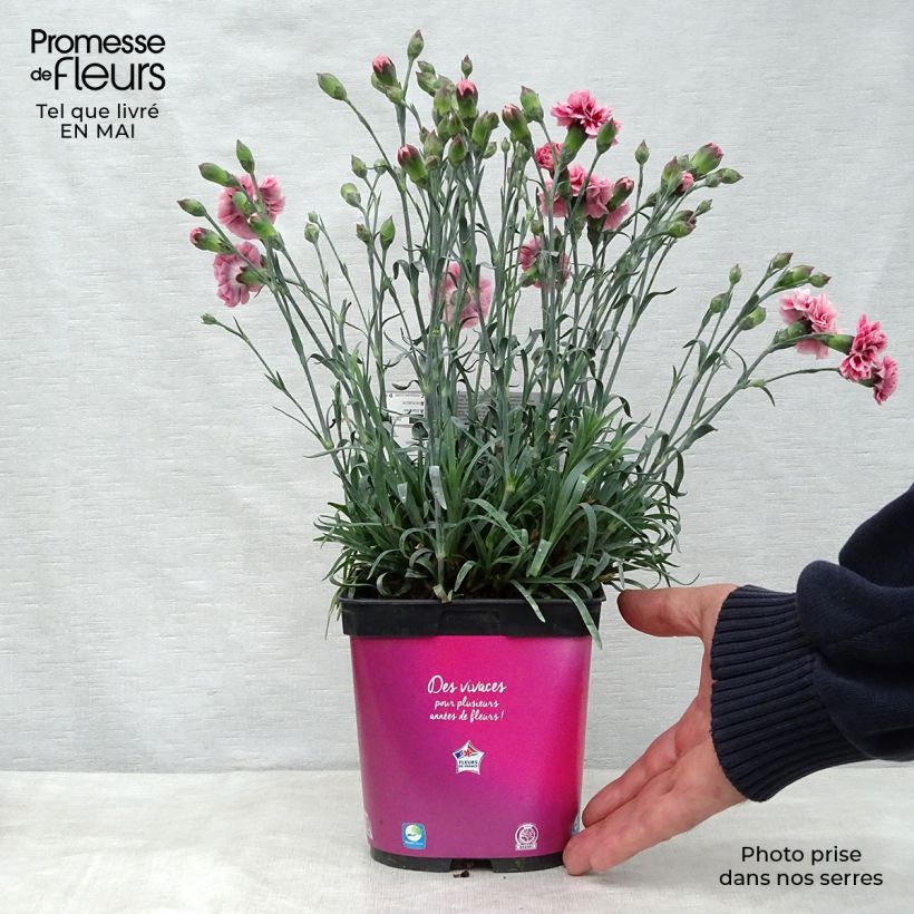Amostra de Dianthus plumarius Vaso de 2 L/3 L tal como entregue na primavera