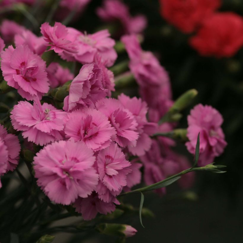Dianthus plumaris Scent First Tickled Pink (Floração)