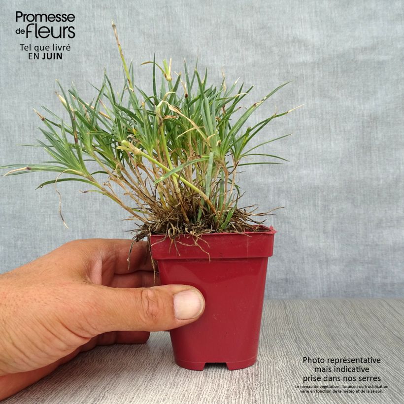 Amostra de Dianthus plumaris Scent First Tickled Pink Vaso de 7/8 cm tal como entregue no verão