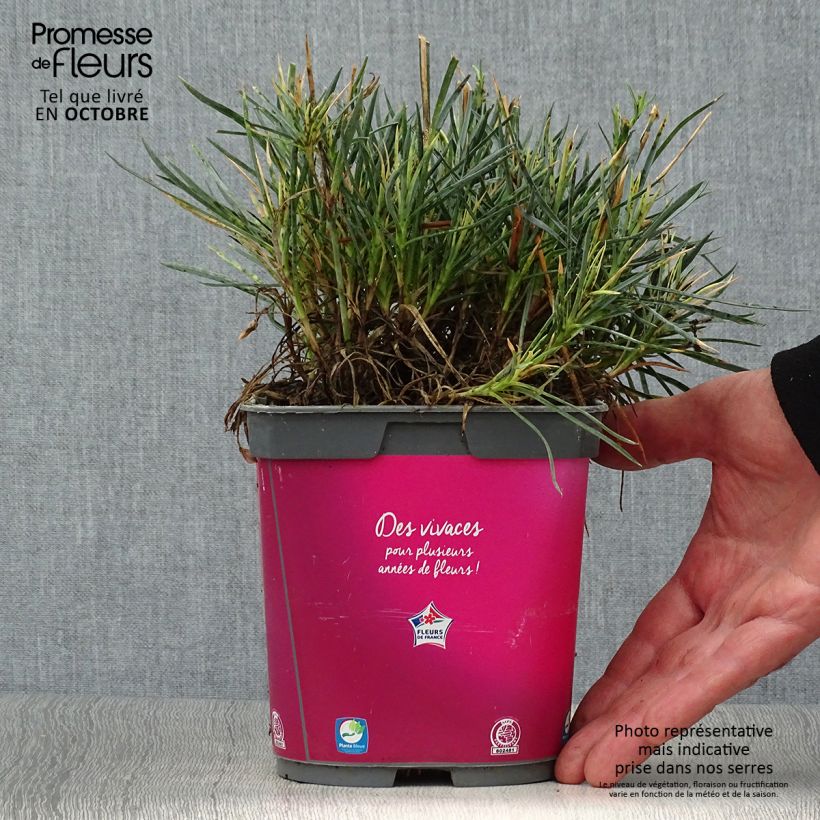 Amostra de Dianthus plumaris Scent First Tickled Pink Vaso de 2 L/3 L tal como entregue no outono