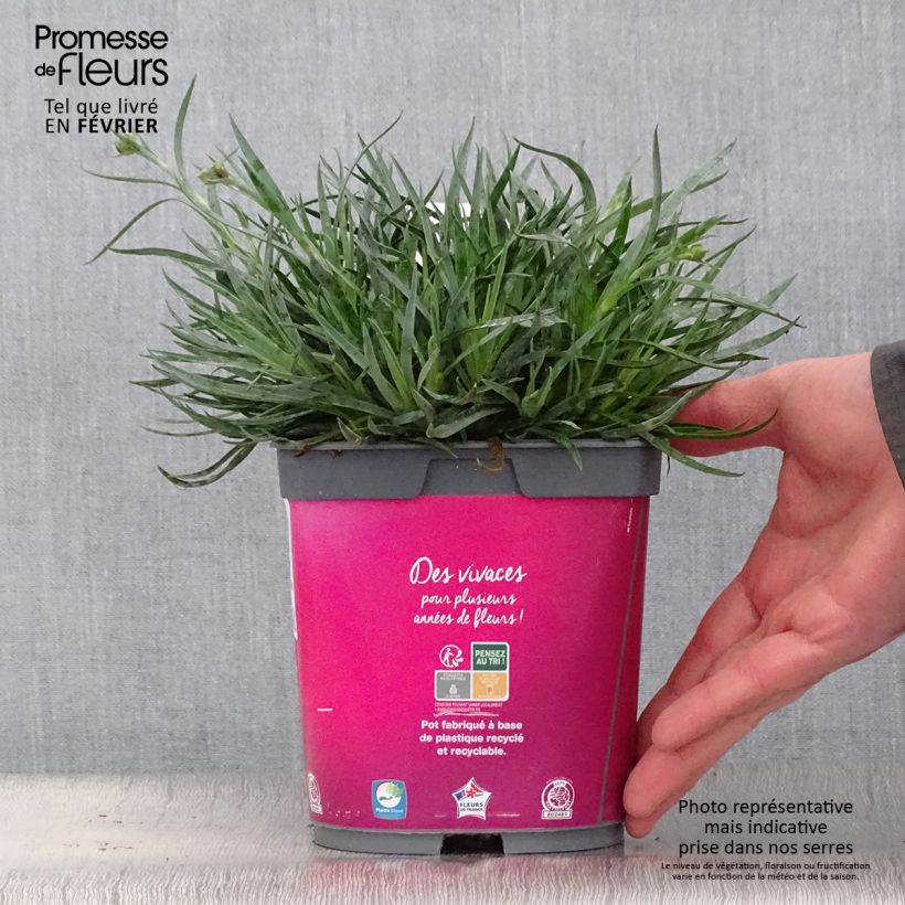 Amostra de Dianthus plumaris Scent First Tickled Pink Vaso de 2 L/3 L tal como entregue no inverno