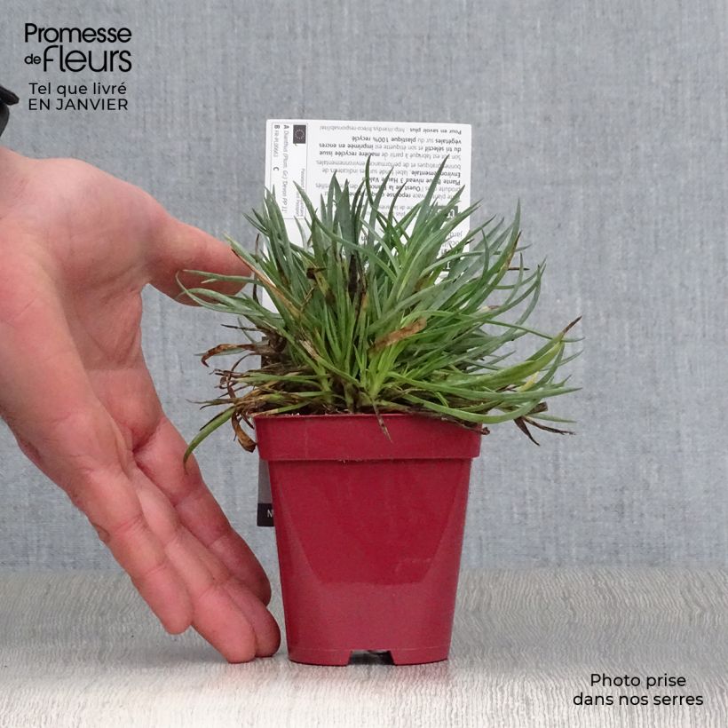 Amostra de Dianthus plumaris Scent First Tickled Pink Vaso de 7/8 cm tal como entregue no inverno