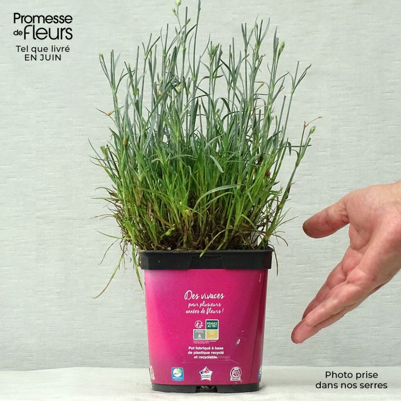 Amostra de Dianthus plumaris Scent First Tickled Pink Vaso de 2 L/3 L tal como entregue no verão
