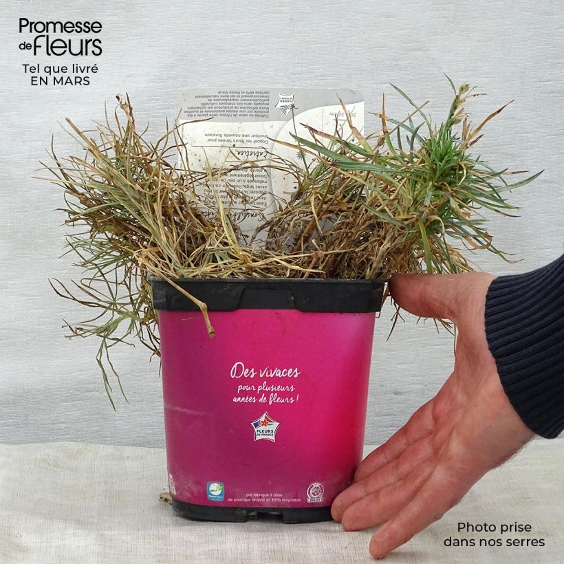 Amostra de Dianthus plumaris Scent First Tickled Pink Vaso de 2 L/3 L tal como entregue na primavera
