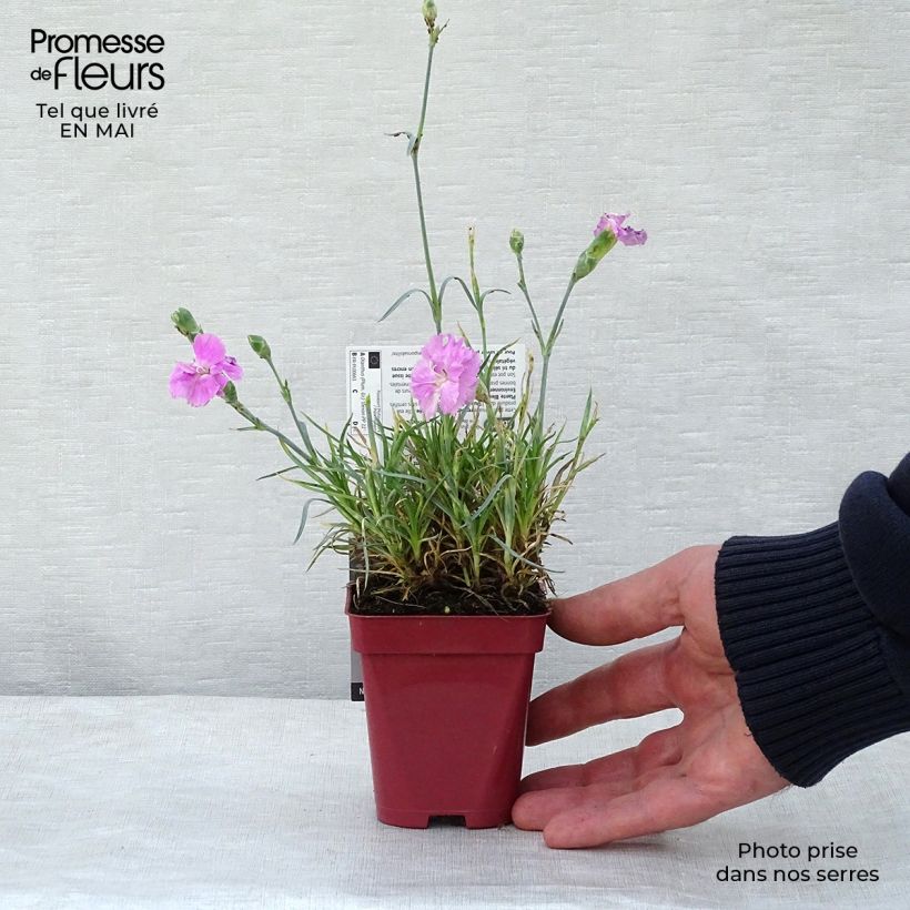 Amostra de Dianthus plumaris Scent First Tickled Pink Vaso de 7/8 cm tal como entregue na primavera