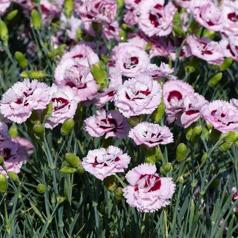 Dianthus plumarius Scent First Raspberry Sundae (Floração)