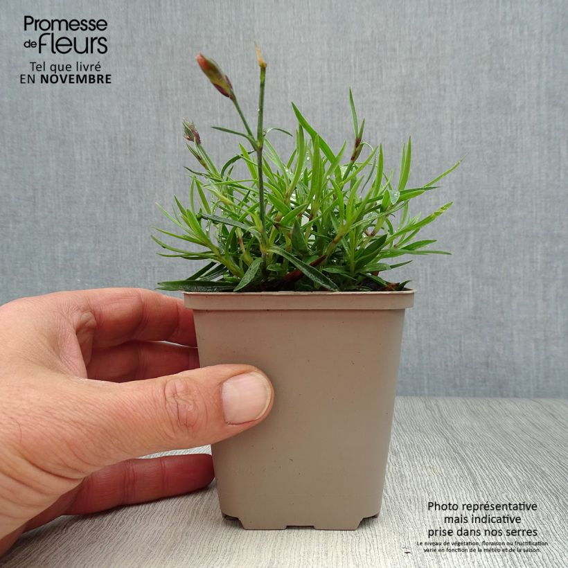 Amostra de Dianthus Vivid Bright Light Vaso de 8/9 cm tal como entregue no outono