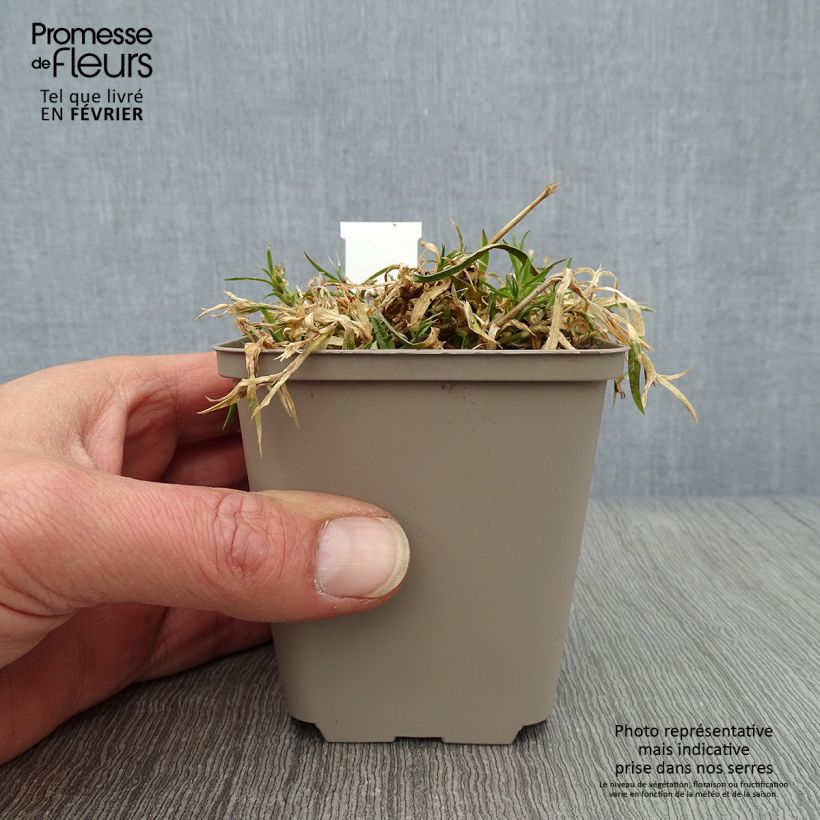 Amostra de Dianthus Vivid Bright Light - Oeillet tapissant Godet de 8/9 cm tal como entregue no inverno