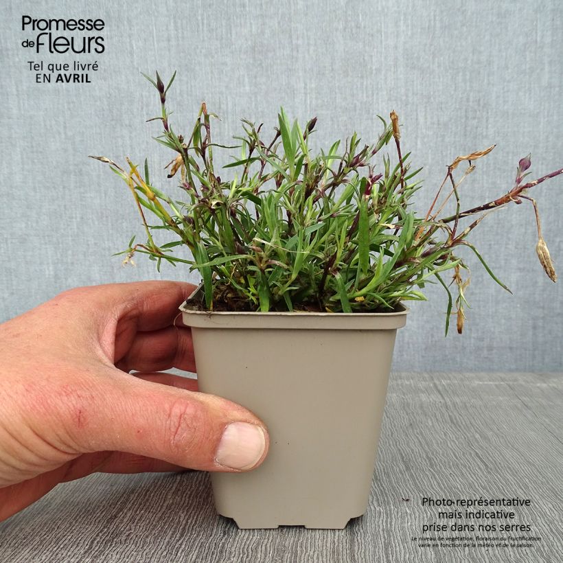 Amostra de Dianthus Vivid Bright Light Vaso de 8/9 cm tal como entregue na primavera