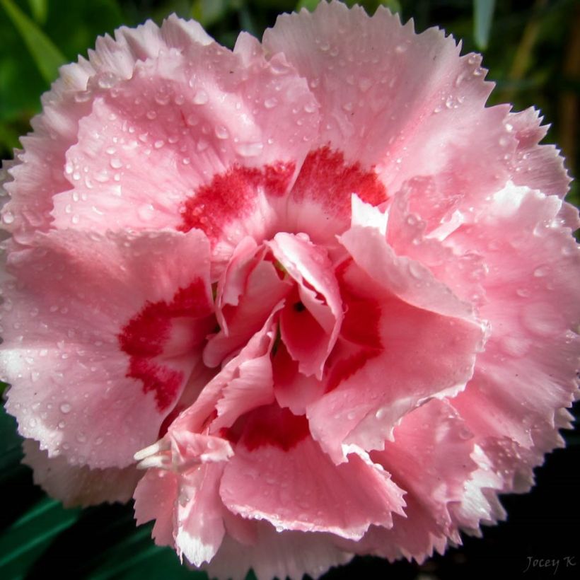 Dianthus Whatfield Supergem (Floração)
