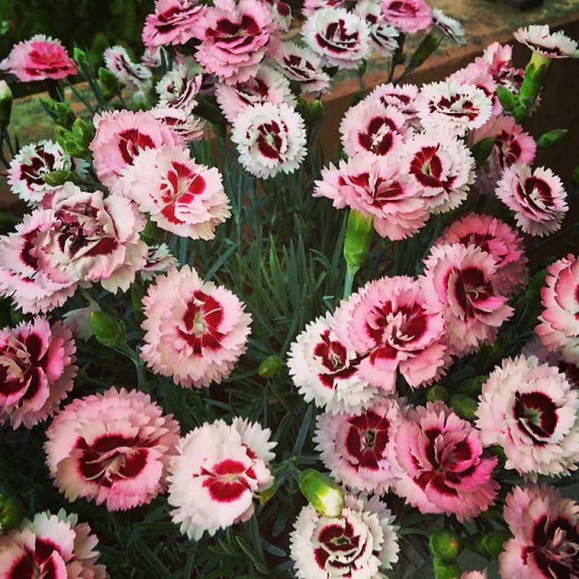 Dianthus Whatfield Supergem (Hábito)