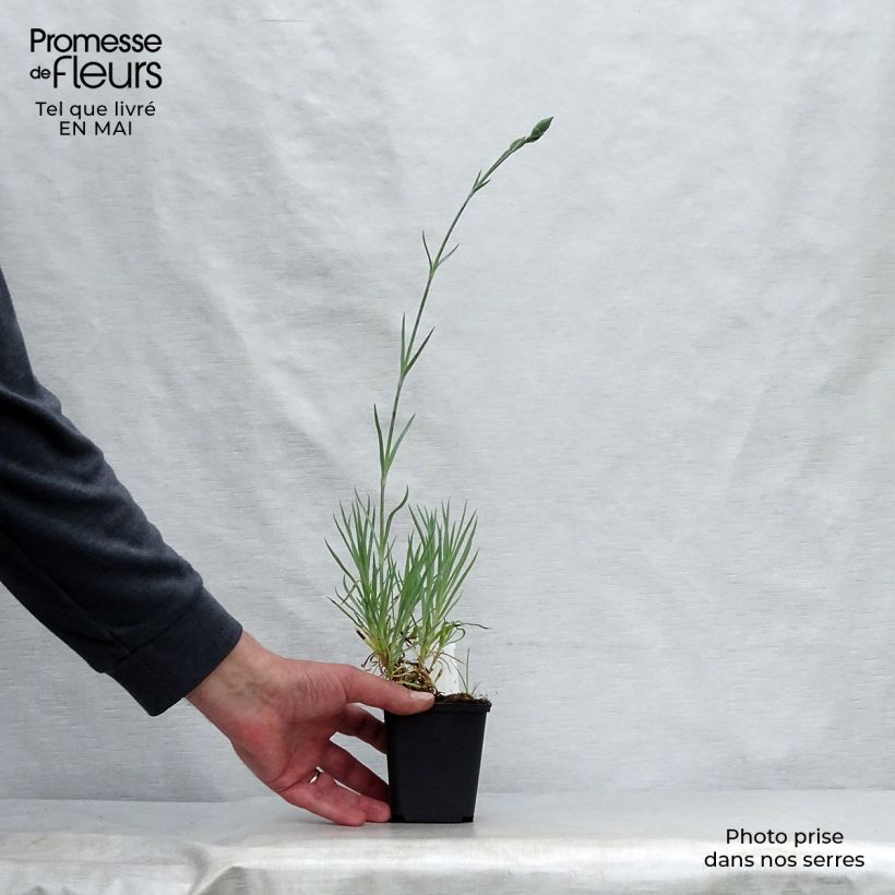 Amostra de Dianthus allwoodii Alice Vaso de 8/9 cm tal como entregue na primavera