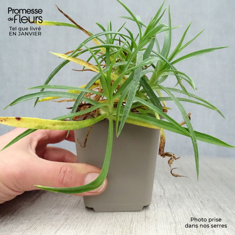 Amostra de Dianthus allwoodii Alice - Oeillet mignardise rouge et blanc Vaso de 8/9 cm tal como entregue no inverno