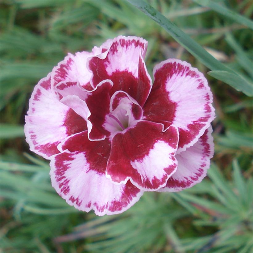 Dianthus allwoodii Romeo (Floração)